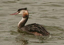 Great Crested Grebe