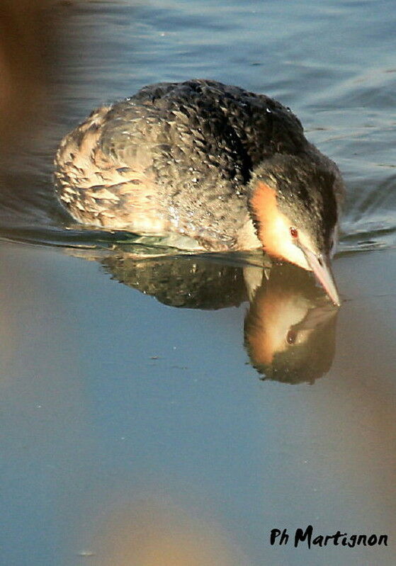 Great Crested Grebe