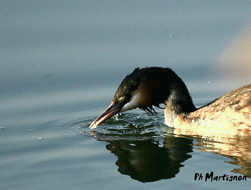 Great Crested Grebe