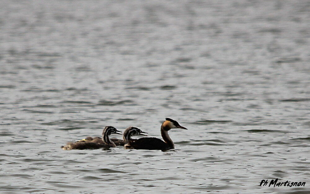 Great Crested Grebe