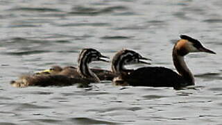 Great Crested Grebe