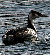 Great Crested Grebe