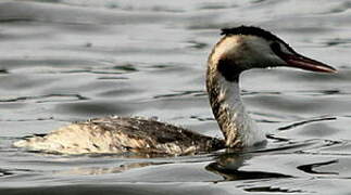 Great Crested Grebe