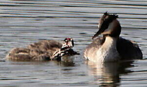 Great Crested Grebe