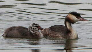 Great Crested Grebe