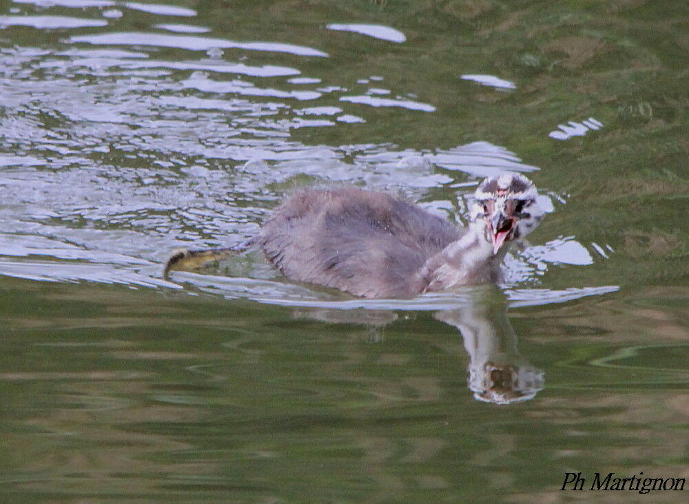 Great Crested Grebejuvenile, identification, swimming