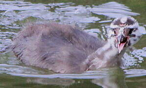 Great Crested Grebe