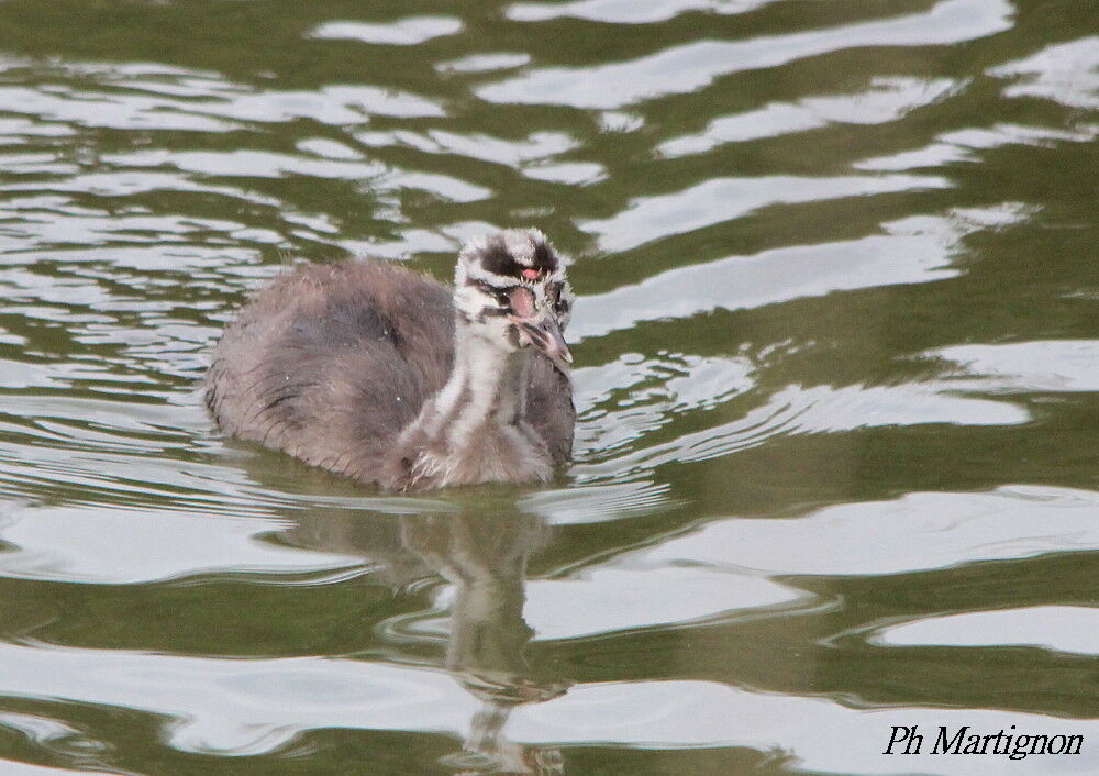 Great Crested Grebejuvenile, identification, swimming