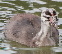 Great Crested Grebe