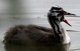 Great Crested Grebe