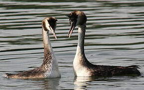 Great Crested Grebe