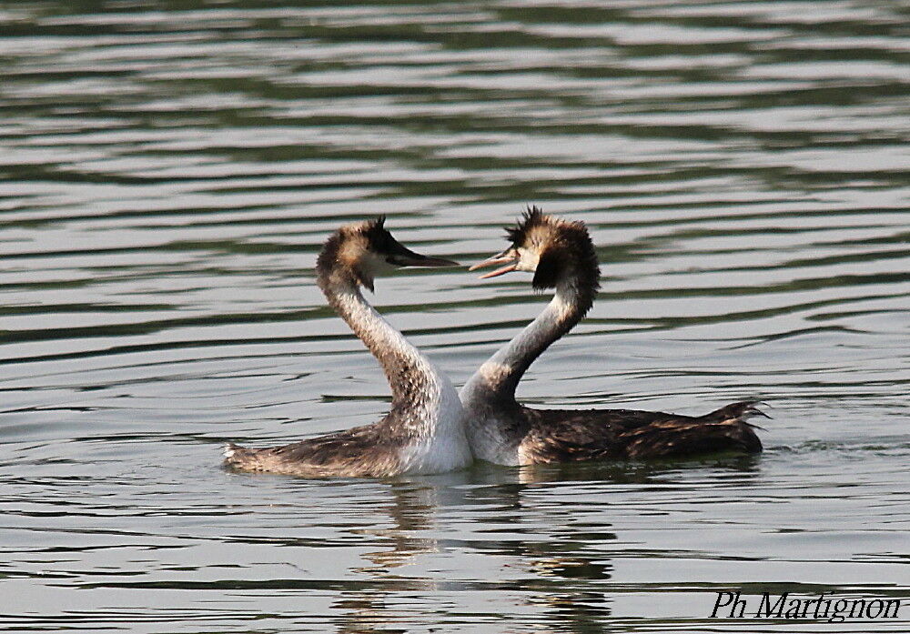 Great Crested Grebeadult, courting display