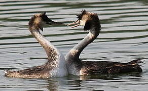 Great Crested Grebe