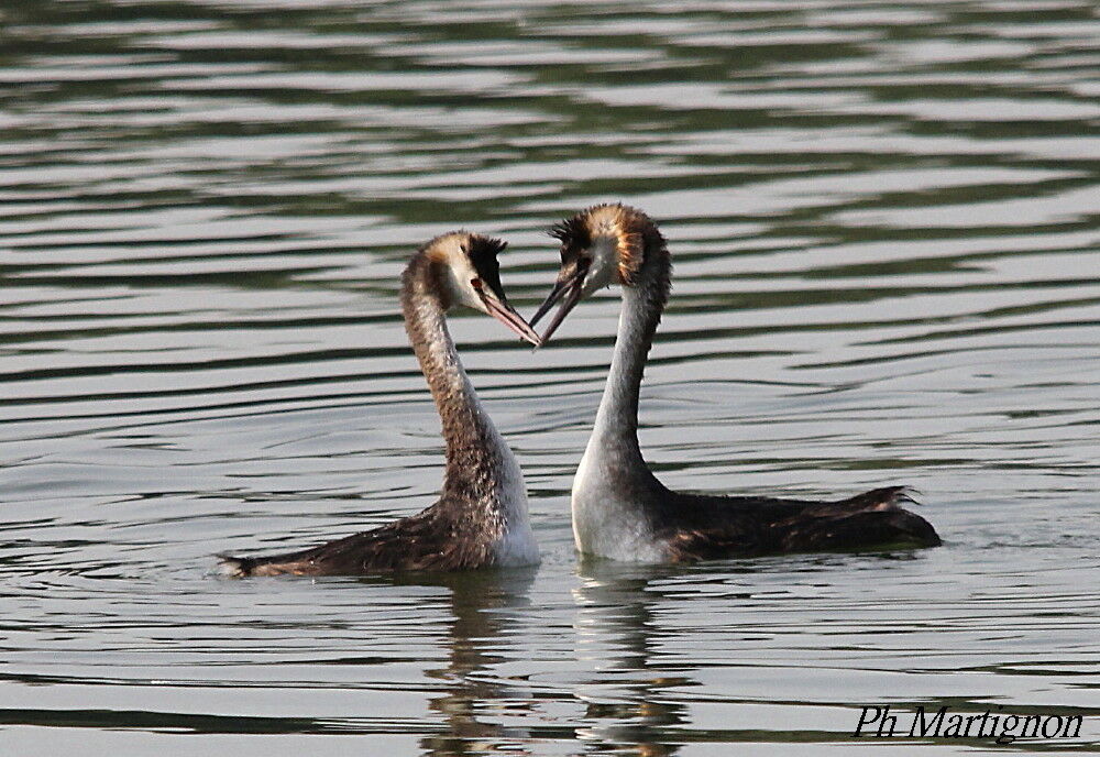 Great Crested Grebe