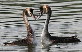 Great Crested Grebe