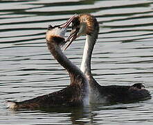 Great Crested Grebe