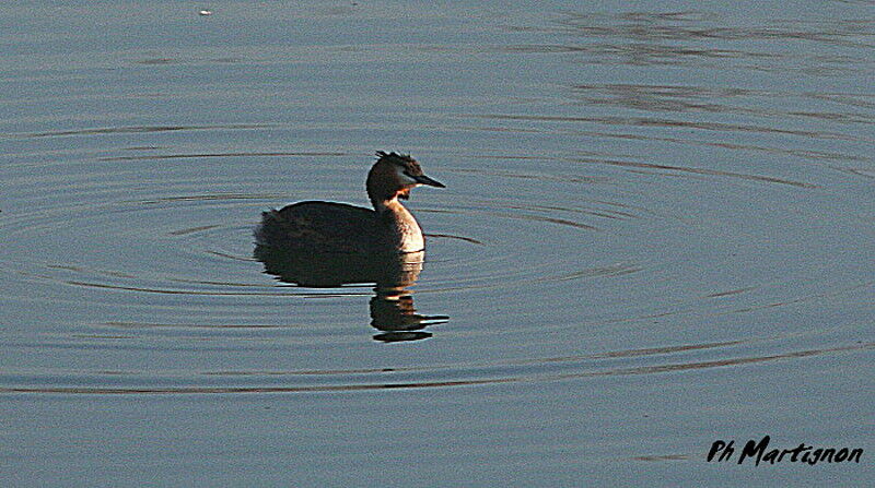 Great Crested Grebe