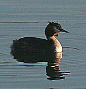 Great Crested Grebe