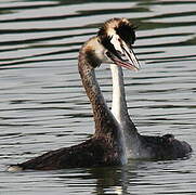 Great Crested Grebe