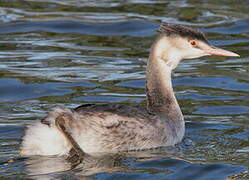 Great Crested Grebe