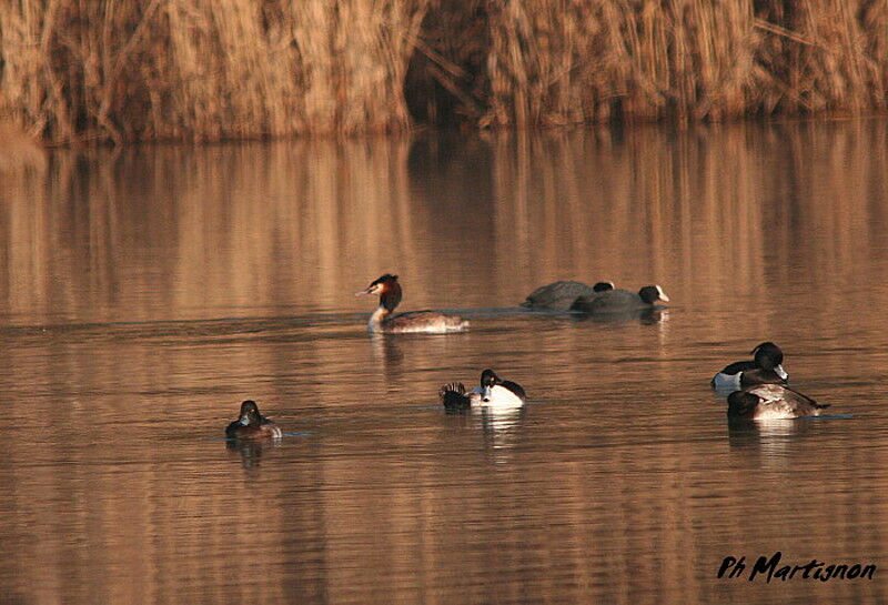 Grèbe huppé mâle, identification