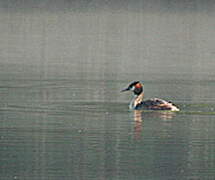 Great Crested Grebe