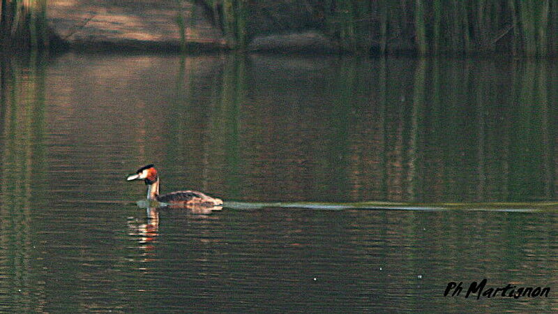 Grèbe huppé, identification