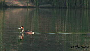 Great Crested Grebe