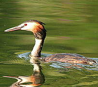 Great Crested Grebe