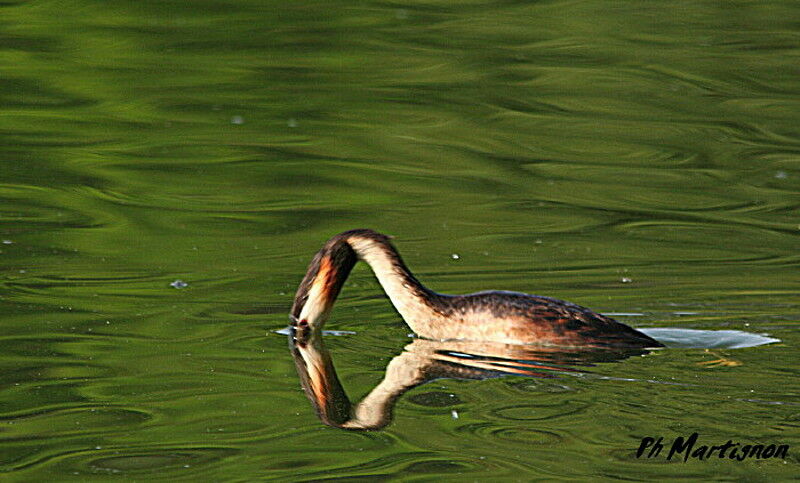 Great Crested Grebe male, identification