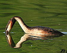 Great Crested Grebe