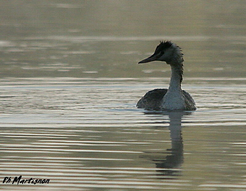 Great Crested Grebeadult post breeding