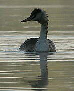 Great Crested Grebe