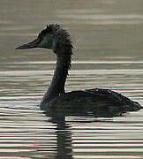 Great Crested Grebe