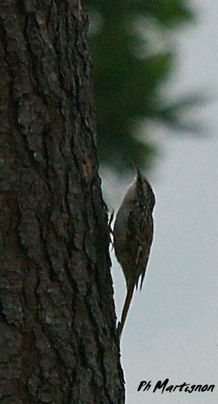 Grimpereau des bois