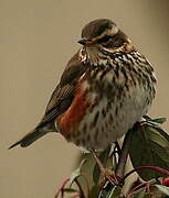 Redwing