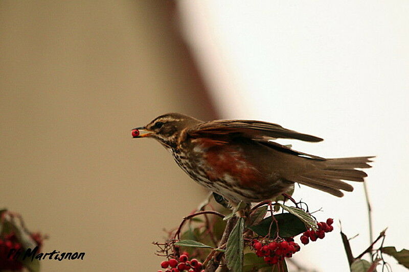 Redwing, feeding habits