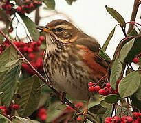 Redwing