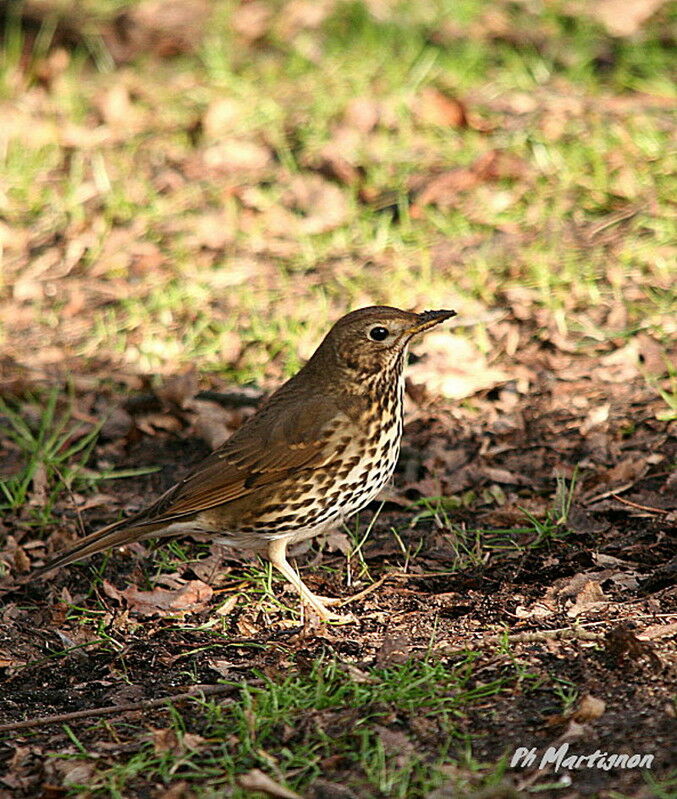 Song Thrush, identification