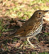 Song Thrush