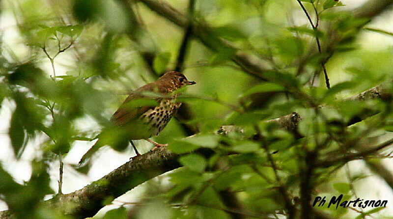 Song Thrush