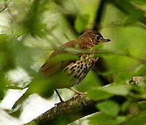 Song Thrush