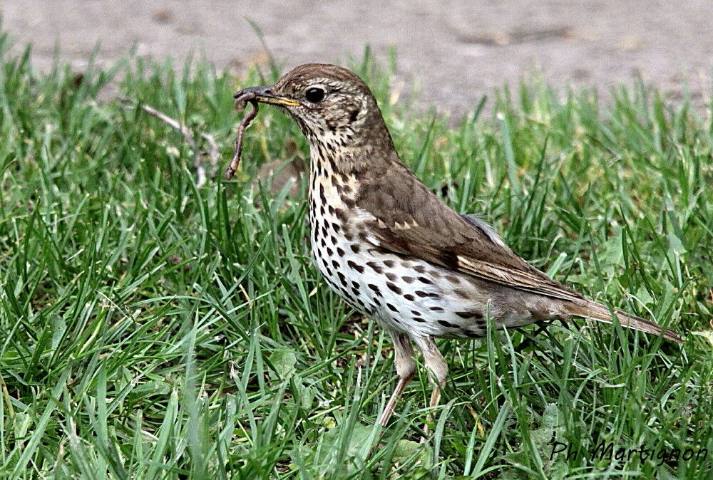 Song Thrush, identification, feeding habits, eats