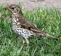 Song Thrush