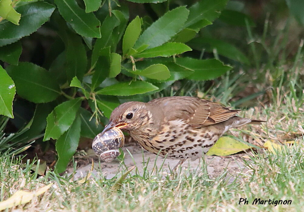 Grive musicienne identification, mange