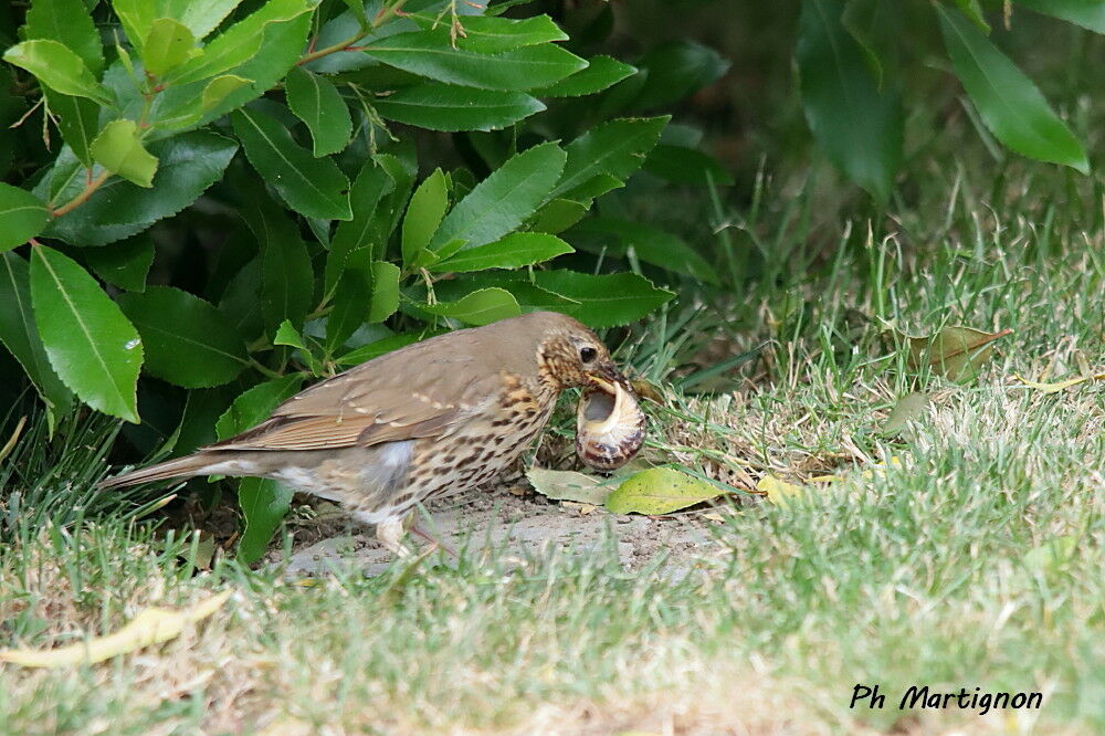 Grive musicienne identification, mange