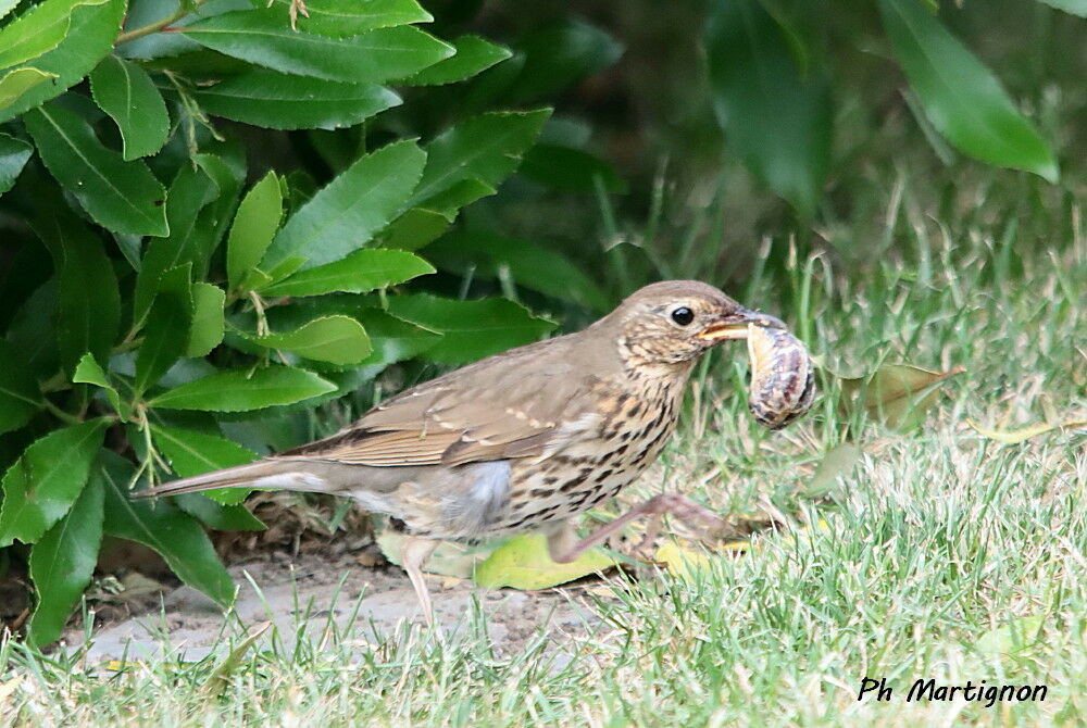 Song Thrush identification, eating