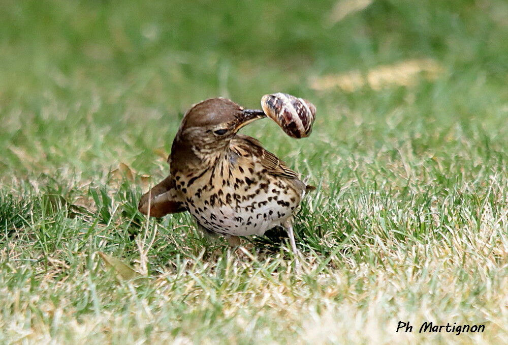 Song Thrush identification, eating
