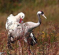 Common Crane