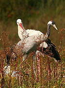 Common Crane